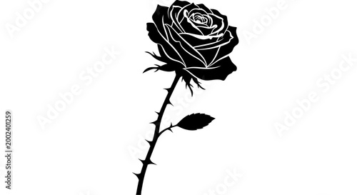 Black and white single rose flower.