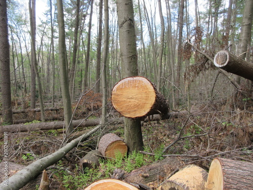 Fresh cut tree stumps in forest