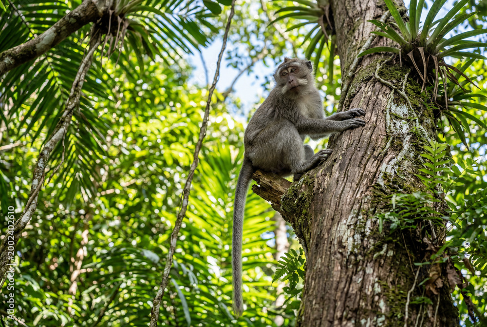 Fototapeta premium Long tailed macaque monkey sitting on tree branch in forest