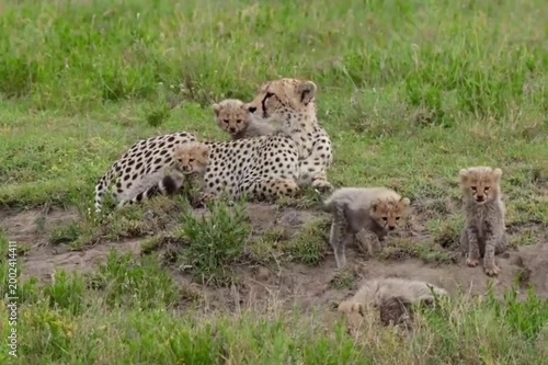 FHD wildlife footage of cheetah cubs playing with mother in african savanna grassland