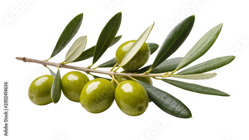 Foto Isolated fresh green olives on an olive tree branch with leaves healthy ingredie