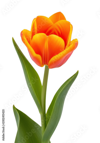 Vibrant orange tulip flower with green stem and leaves isolated on transparent background isolated on transparent background