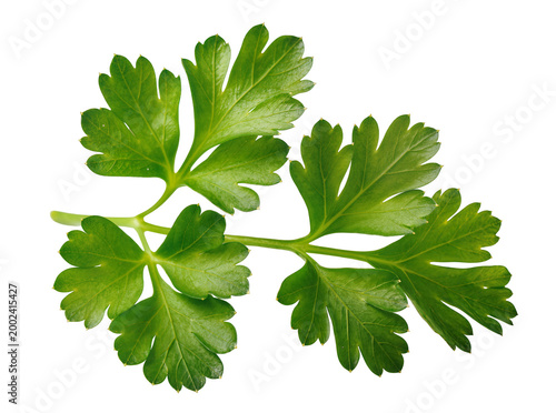 Foto Isolated fresh flat-leaf parsley sprig with vibrant green leaves for culinary us