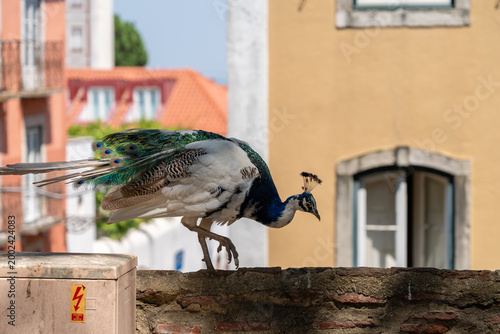 A peacock strolls along an old wall in front of historic buildings at the Castelo de São Jorge in Lisbon