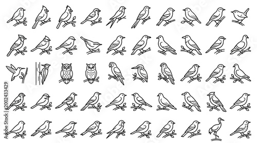 Collection of various bird species illustrations.