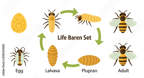 Diagram illustrating the life cycle of a bee with stages including egg, larva, pupa, and adult, presented in a circular flow against a white background using flat vector graphics