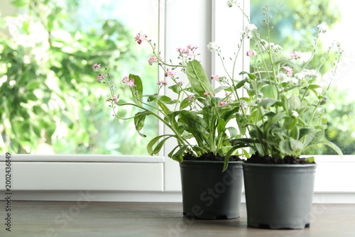 Fotografie Blooming plants in pots near window indoors. Space for text