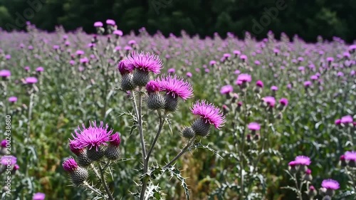 Field of blooming purple milk thistles in summer sunlight