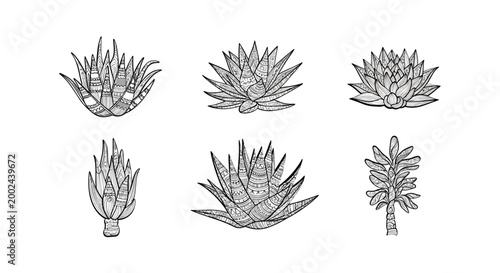 Set of hand drawn sketch succulent plants and agave.