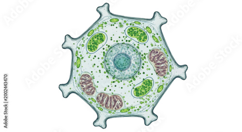 Illustration of an amoeba a single-celled organism with pseudopods food vacuole contractile vacuole microbiology cytoplasm mitochondria