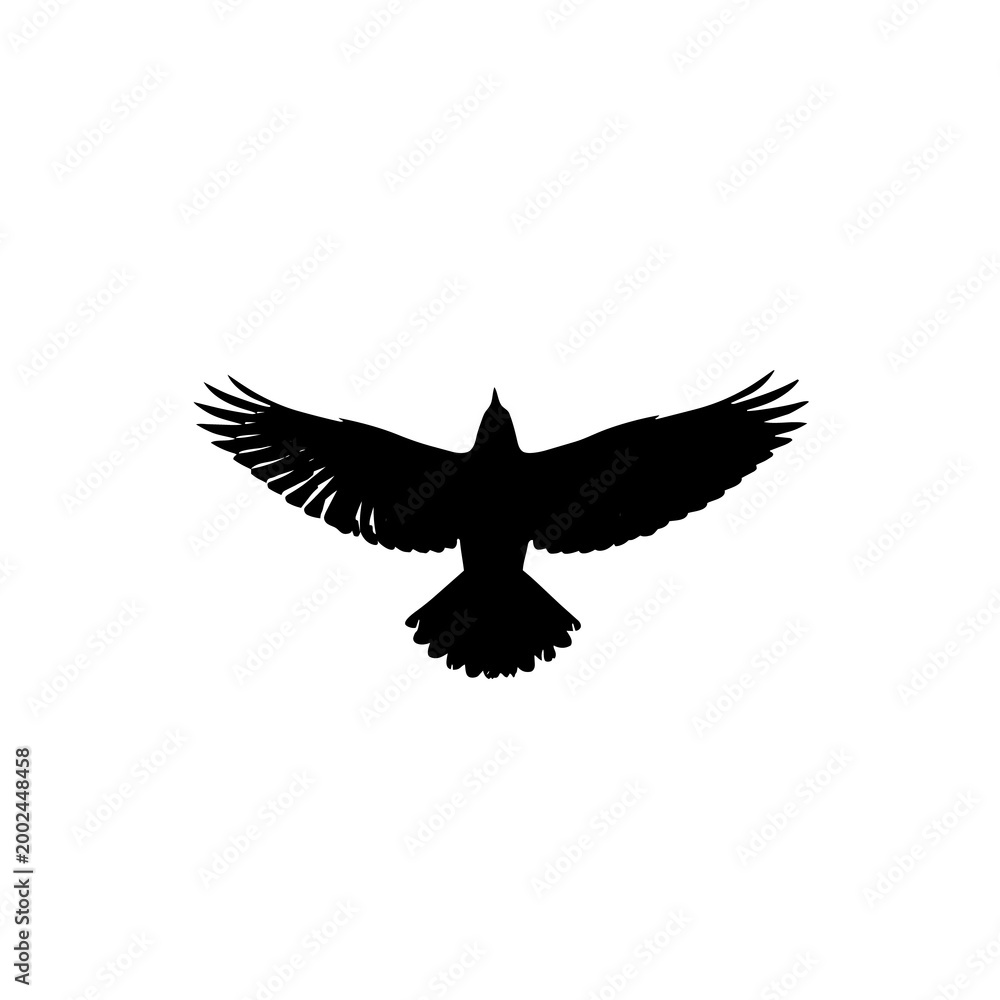 Fototapeta premium Black bird flying with outstretched wings