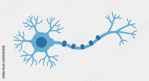 Neuron Cell Structure Detailed Illustration.