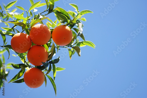 Ripe oranges hanging on branches on orange tree
