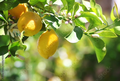 yellow lemons hanging on green branches