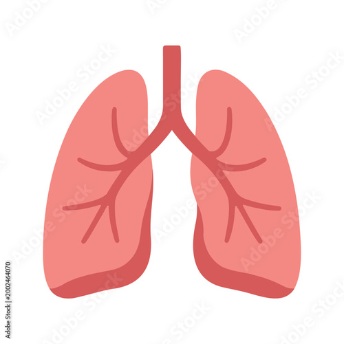 Illustration shows the lungs, which are a pair of spongy organs in the chest that facilitate breathing
