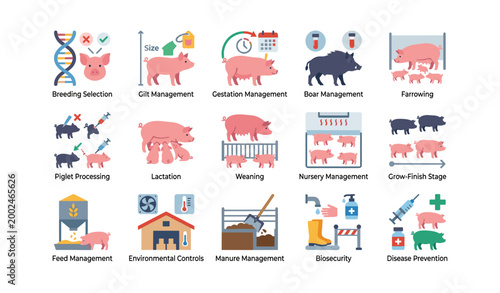 Pig farm production icons for breeding and care on white background
