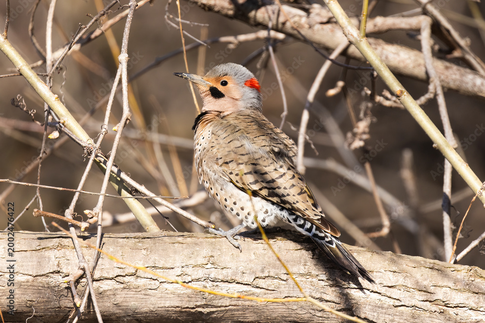Fototapeta premium Male northern flicker or common flicker (Colaptes auratus) in spring