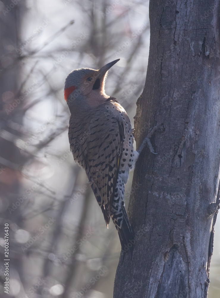 Fototapeta premium Male northern flicker or common flicker (Colaptes auratus) in spring