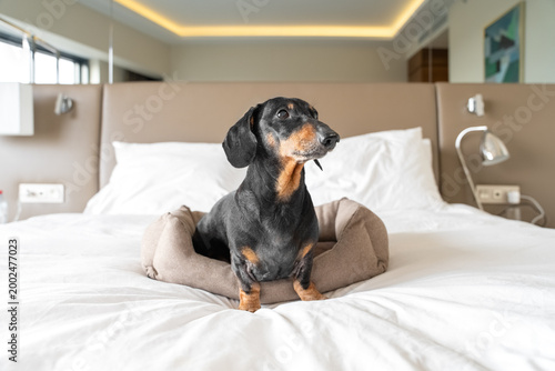 Black and tan dachshund lying comfortably on a neatly made hotel bed in a modern room creating a cozy pet travel portrait with calm indoor atmosphere