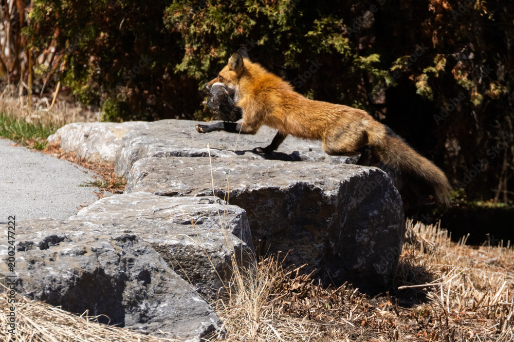 Fototapeta premium Mother Fox hunting squirrels in spring