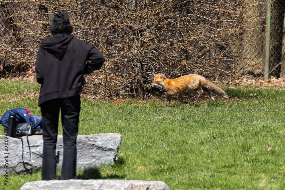 Fototapeta premium Mother Fox hunting squirrels in spring