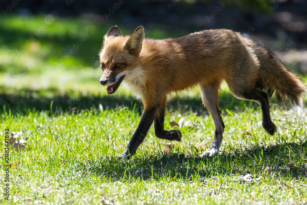 Fototapeta premium Mother Fox hunting squirrels in spring