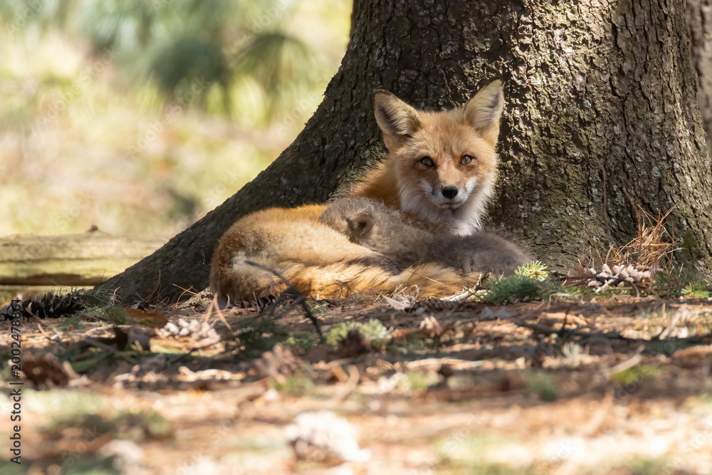 Obraz premium Babies fox in spring, Quebec, Canada