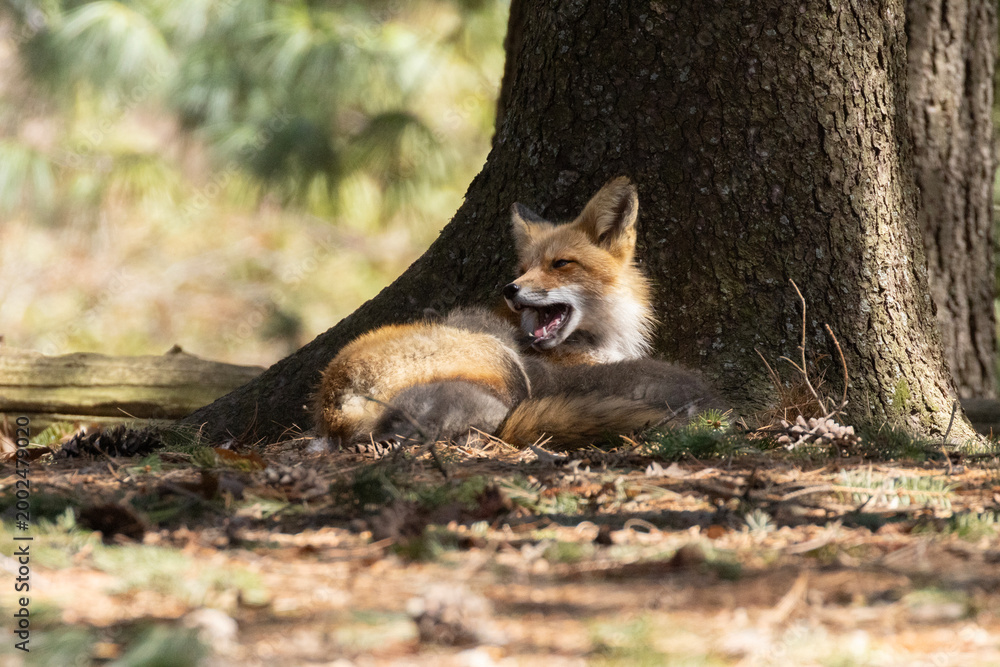 Obraz premium Babies fox in spring, Quebec, Canada