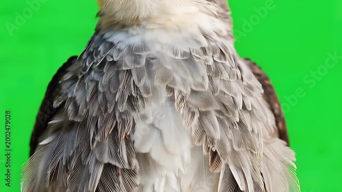 Detailed shot of a raptor-like bird's back and head on a green screen, showcasing intricate feather patterns and texture.