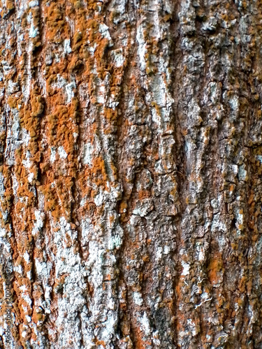Foto Abstract texture of tree bark with orange lichen and moss