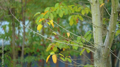 Foto green leaves start to yellow and some leaves have dropped in spring season, calm
