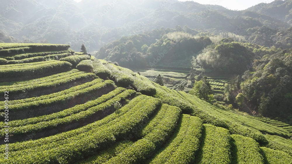Obraz premium Wuyi Mountain terraced tea plantations bathed in morning light with misty hills and lush greenery