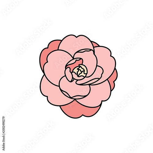 Pink camellia flower hand drawn vector illustration