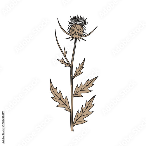 Hand drawn vector illustration of a dry thistle wildflower