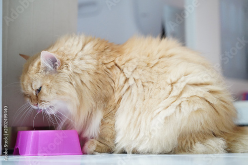 Bild auf Leinwand Fluffy cat long hair orange fur eating pink bowl domestic pet indoor relaxed cut