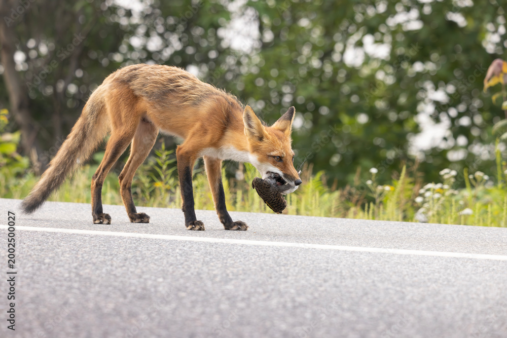 Obraz premium Red fox Vulpes vulpes on shoulder of highway with freshly harvested roadkill in Algonquin Provincial Park Ontario Canada