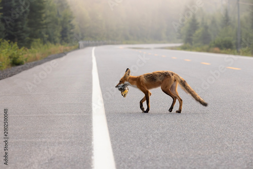 Tableau sur toile Red fox Vulpes vulpes carrying freshly harvested roadkill off highway onto shoul
