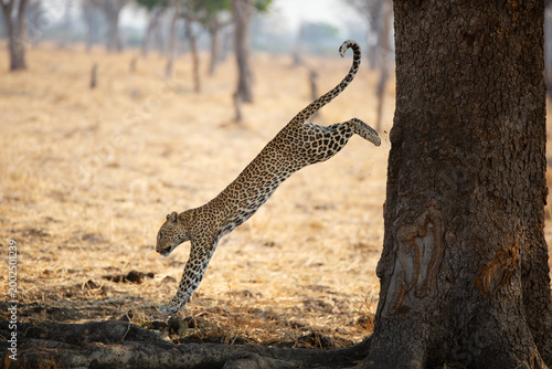 Fotografie eopard leaping from tree in South Luangwa National Park, Zambia