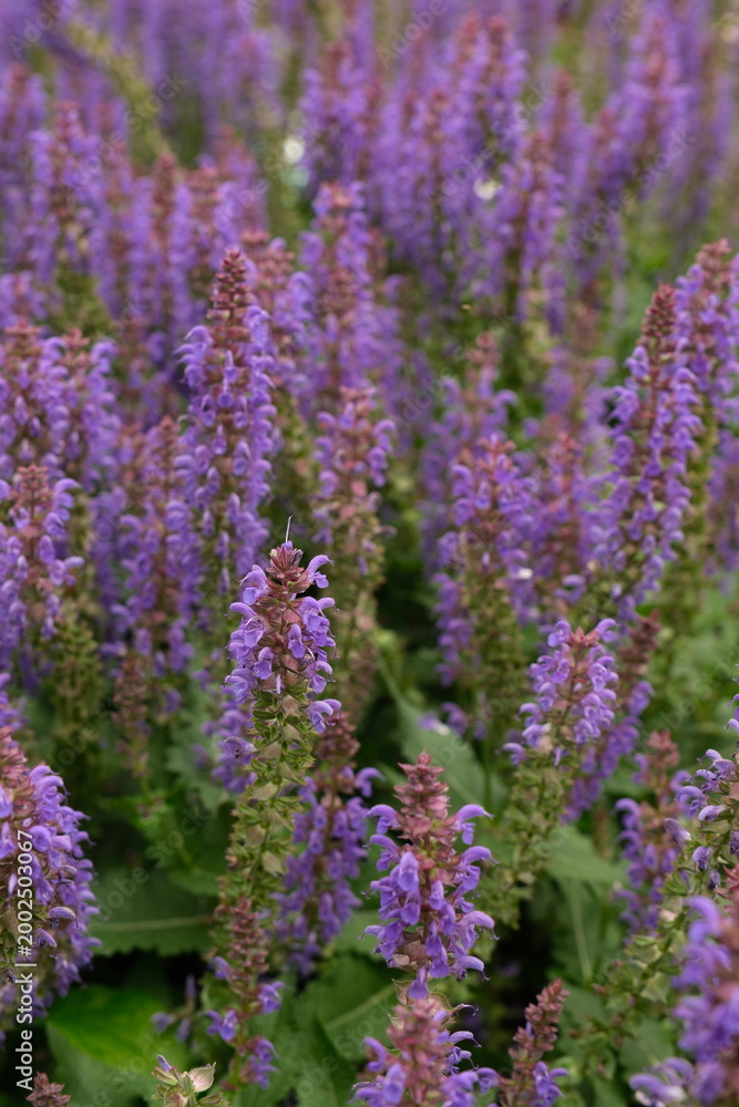 Obraz premium Purple sage flowers in full bloom forming a dense floral sea captured in close-up