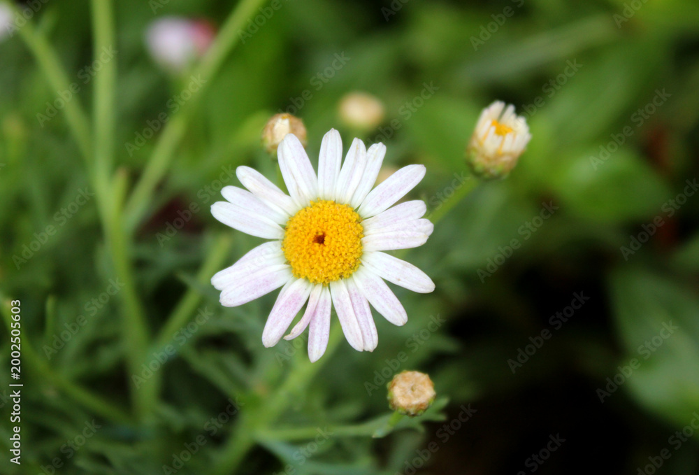 Fototapeta premium Single White Daisy Flower Blooming in the Green Meadow