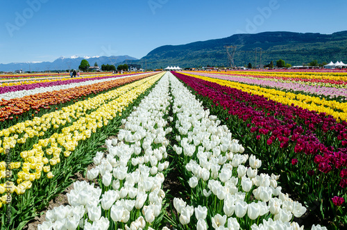 Vibrant Multicolor Tulip Rows at Abbotsford Flower Farms in Spring