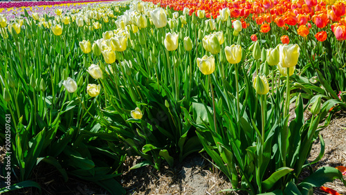 Vibrant Multicolor Tulip Rows at Abbotsford Flower Farms in Spring