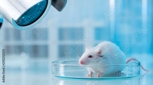Detailed view of a research mouse in a petri dish under sterile conditions, illustrating the meticulous nature of scientific experimentation and medical breakthroughs