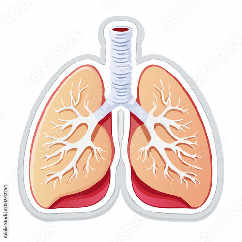 Illustration of Human Lungs and Trachea