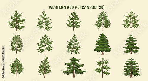 Western Red Plican Tree Varieties Collection.