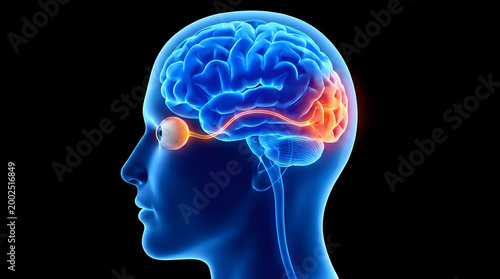 Visual processing in the human brain An illustration showing the optic nerve connecting the eye to the occipital lobe