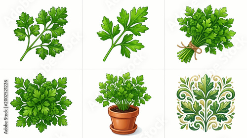 High Quality Parsley Herb Illustration Set Featuring Fresh Green Sprigs, Bundled Garnish, Potted Plant, and Decorative Botanical Art for Culinary Graphic Design