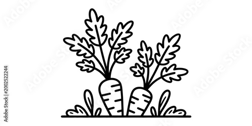 Two fresh carrots growing in the garden soil line art icon Vector, illustration