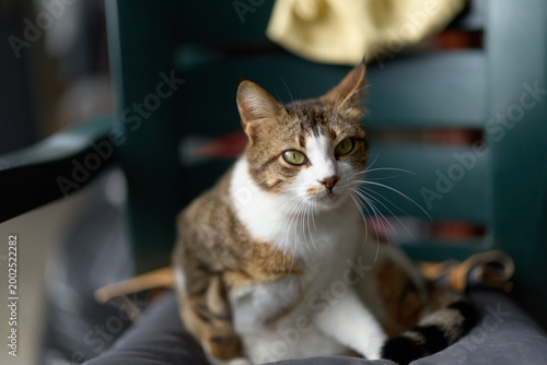 Photos Tabby cat with white chest sits attentively on a dark chair indoors with soft natural light highlighting its green eyes and relaxed posture