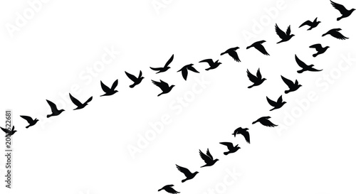 Two flocks of birds flying in distinct V-shaped formations as black silhouettes on white background symbolizing migration and unity